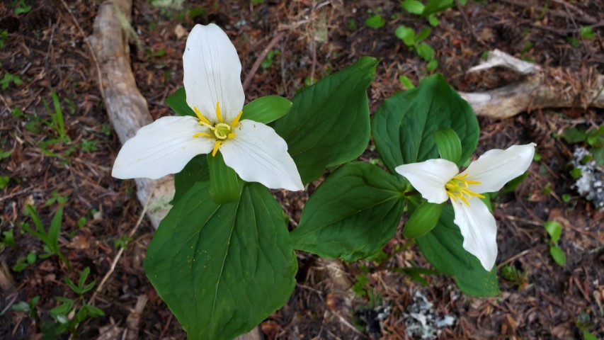 trillium wildflower for seasonal marketing post