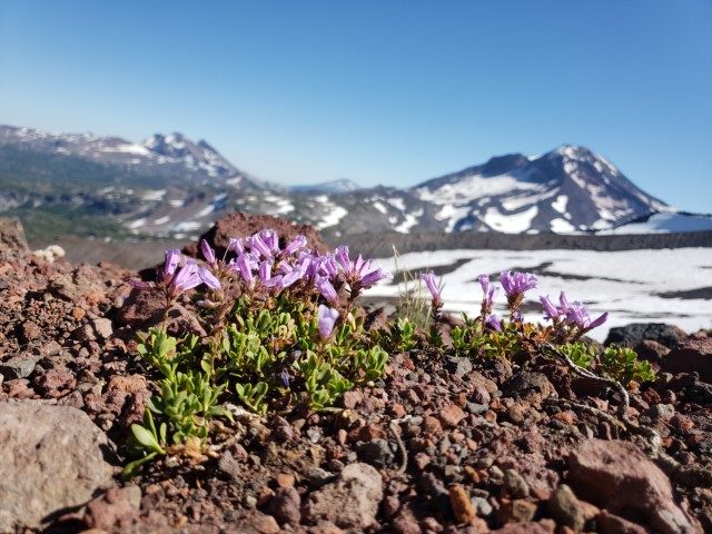 Wildflowers on mountain view point on North Sister mountain in Bend, Oregon. 