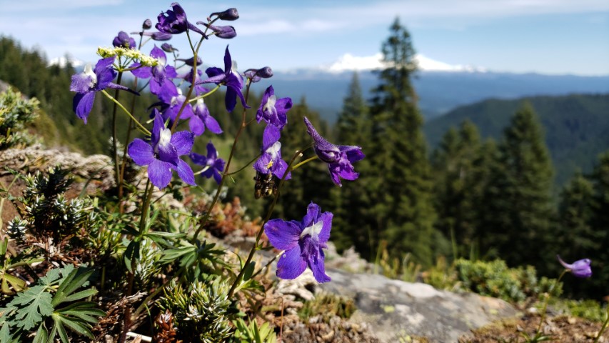 wildflower on mountain top at tinkerlytics.com