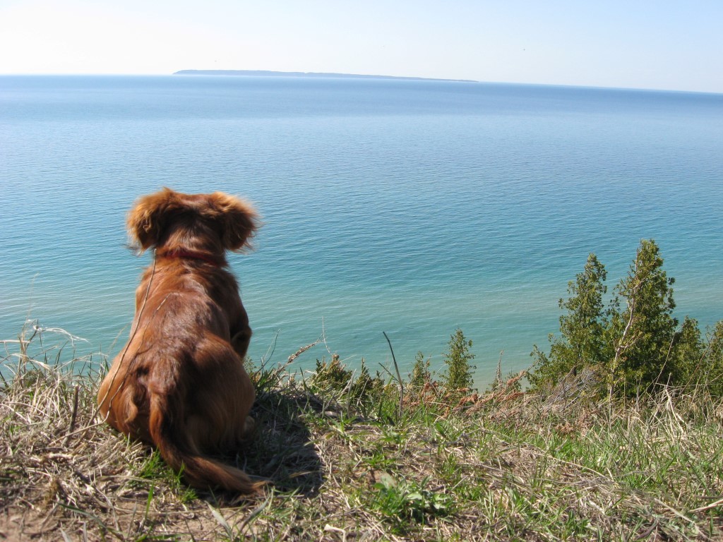 Weiner dog on top of sleeping bear dunes overlooking lake Michigan - his name was Gary. 